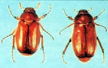 European Chafer beetle